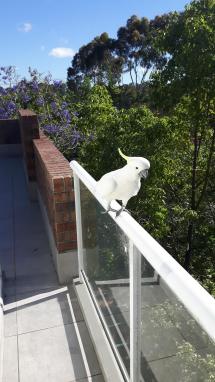 Kakadu auf dem Balkon in Sydney.